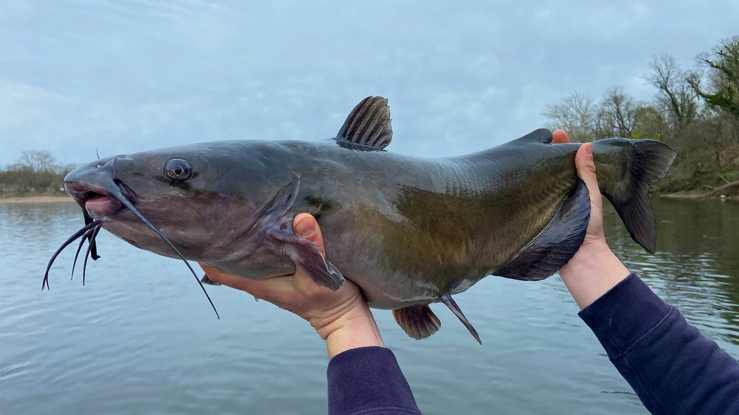 Angling for Catfish: Tips and Techniques for a Successful Catch