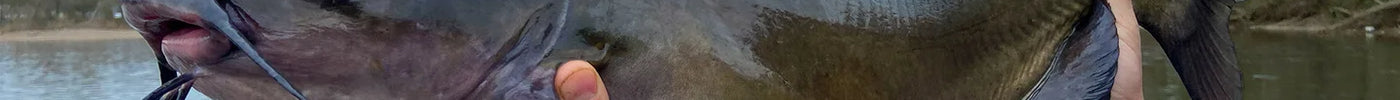 Angling for Catfish: Tips and Techniques for a Successful Catch