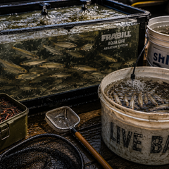 Collection image for: Live Bait