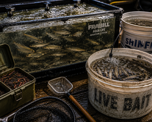 Collection image for: Live Bait
