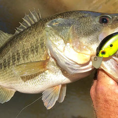 Collection image for: Lures