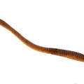Alabama Craw