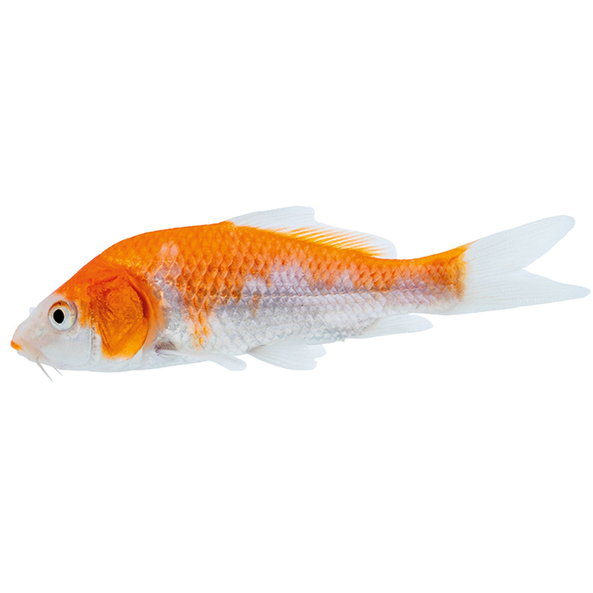 Live Bait Fish - IN STORE ONLY