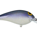 Lavendar Shad
