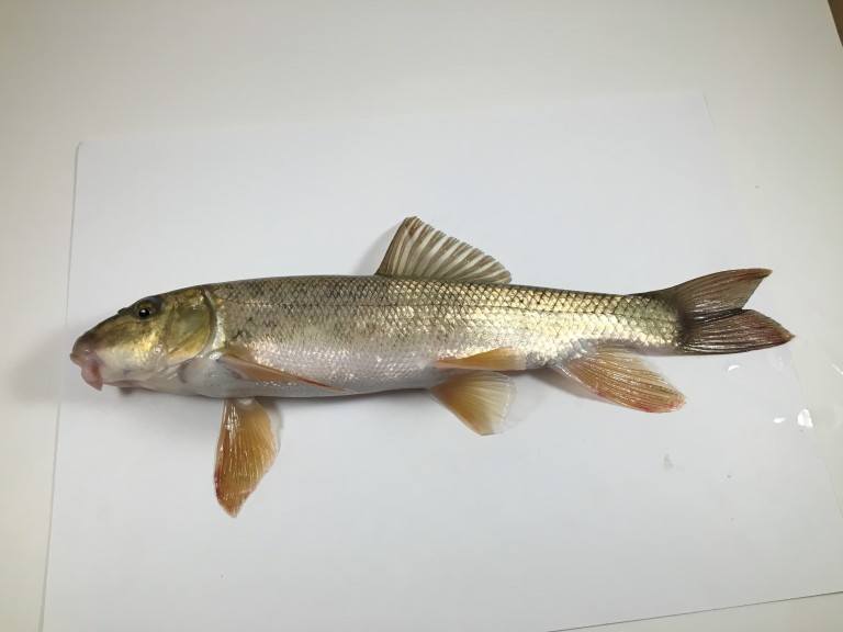 Live Bait Fish - IN STORE ONLY