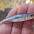 Minnows - Pd