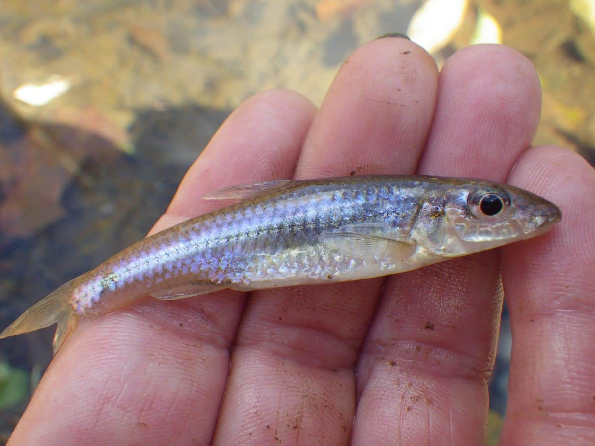 Live Bait Fish - IN STORE ONLY
