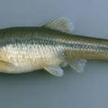 Bass Minnows