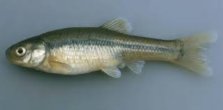 Live Bait Fish - IN STORE ONLY