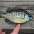 Bluegill 2