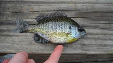 Live Bait Fish - IN STORE ONLY