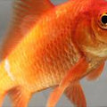 Goldfish -ea