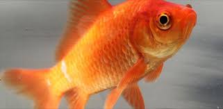 Live Bait Fish - IN STORE ONLY