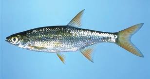 Live Bait Fish - IN STORE ONLY